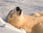 Sleeping Polar Bear