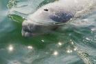 Beluga Whale in Canada