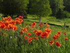 Shampers Bluff Poppies