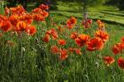 Shampers Bluff Poppies