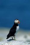 Atlantic Puffin, Machias Seal Island, Canada