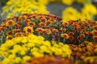 Kingston Farmers Market In Autumn, Canada