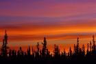 Sunrise Over a Boreal Forest