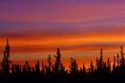 Sunrise Over a Boreal Forest