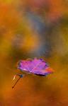 Quebec Autumn Leaf on Pond