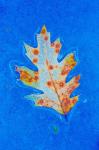 Canada, Quebec, Mount St Bruno Conservation Park Red Oak Leaf Caught In Ice