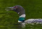 Canada, Quebec, Eastman Common Loon Calling