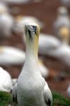 Northern Gannet bird