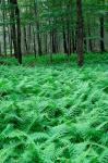 Quebec Maple Tree Forest