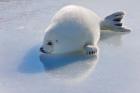 Harp Seal Pup on Ice