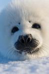 Harp Seal Pup, Canada