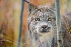 Yukon, Whitehorse, Captive Canada Lynx Portrait