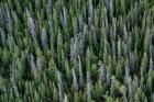 Yukon, Kluane National Park Mix Of Living And Dead White Spruce Trees