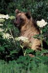 Grizzly Bear in Canada