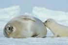 Harp Seal on Magdalen Island