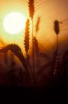 Wheat Plants at Sunset