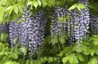 Wisteria In Bloom, Salzburg, Austria