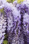 Wisteria In Mirabell Garden 2, Salzburg, Austria