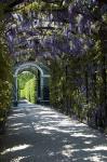 Wisteria Arbor In Garden, Austria, Vienna, Schonbrunn Palace