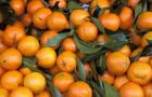 Oranges, Nasch Market, Austria
