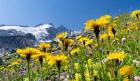 Rough Hawkbit, Zillertal Alps