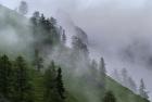 Forest in Tyrol, Austria