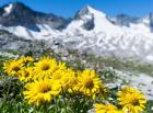 Doronicum Flowers, Nationalpark Hohe Tauern