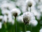 White Cottongrass, Austria