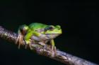 Tree Frog in Lake Neusiedl