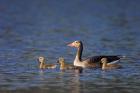 Greylag Goose