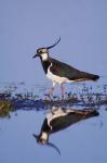 Northern Lapwing Butterfly