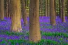 Europe, Belgium Hallerbos Forest With Trees And Bluebells