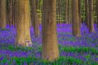 Europe, Belgium Hallerbos Forest With Trees And Bluebells