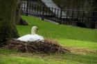 Belgium, Nesting Swans