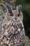 Czech Republic, Liberec Eagle Owl Falconry Show