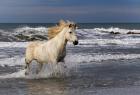 Camargue Horse in the Surf