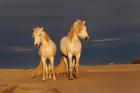 Camargue Horse on Beach at Sunrise