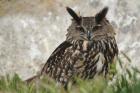 Eagle Owl, France