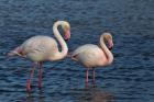 Greater Flamingo bird, Camargue, France