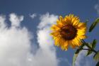 Sunflower field in Loire Valley France