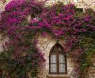 Bright Pink Bougainvillea, Eze, France