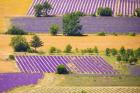 France, Provence, Sault Plateau Overview Of Lavender Crop Patterns And Wheat Fields