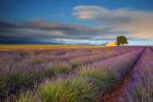 France, Provence, Valensole Plateau Lavender Rows And Farmhouse