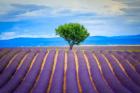 Europe, France, Provence, Valensole Plateau Field Of Lavender And Tree