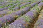 Rows of Lavender in France