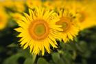 Sunflower Field in France, Provence