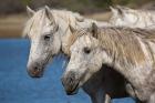 Camargue Horses Run through Water