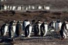 Falklands, Saunders Island,