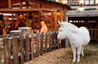 Live Nativity Display