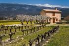 Stone House and Vineyard, Mt Ventoux